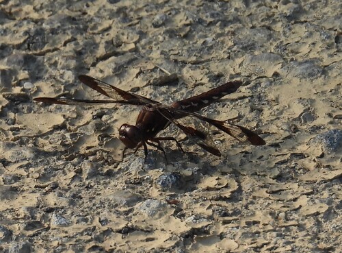 Common Whitetail