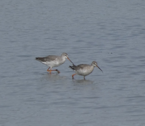 Spotted Redshank
