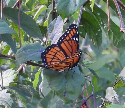 Viceroy