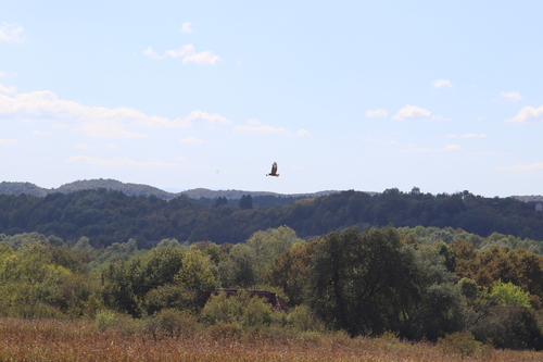 Common Buzzard