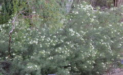 Grevillea asparagoides
