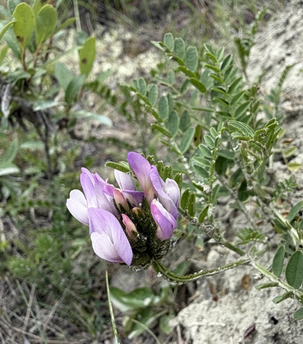 Astragalus agrestis, photograph 4