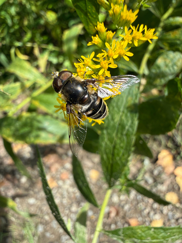 Black-shouldered Drone Fly