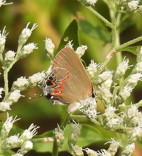 Red-banded Hairstreak