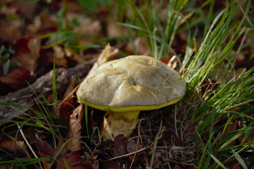 Butyriboletus fechtneri — (c) Patrick Bayan, some rights reserved (CC BY)