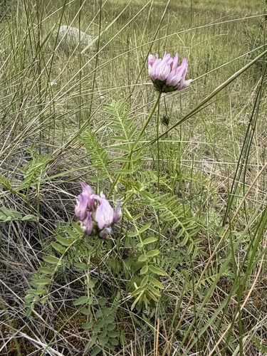 Astragalus agrestis, photograph 2
