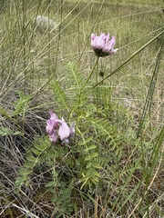 Astragalus agrestis, photograph (c) Matt Berger, some rights reserved (CC BY)