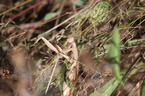 European Mantis
