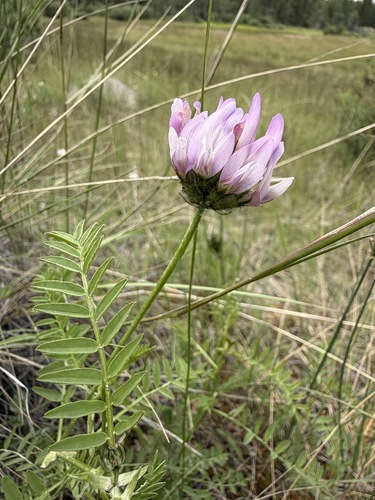 Astragalus agrestis, photograph 3