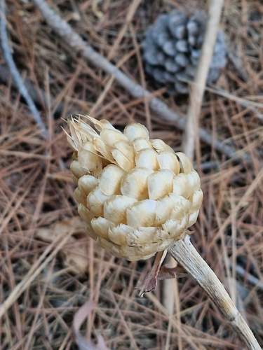 pinecone thistle