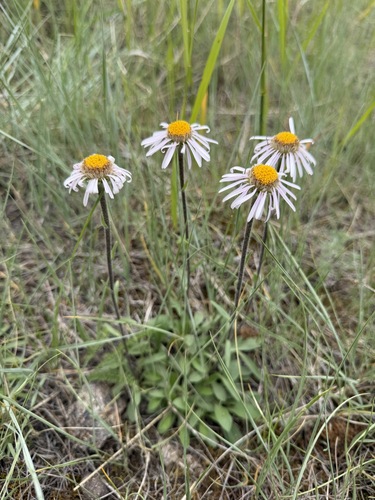 Aster alpinus