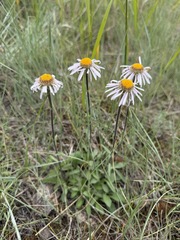 Aster alpinus