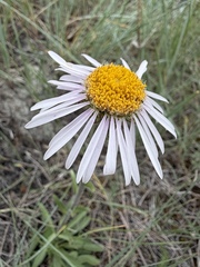 Aster alpinus, photograph (c) Matt Berger, some rights reserved (CC BY)