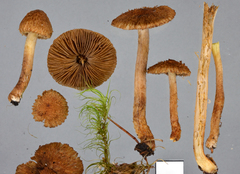 Inocybe brunneolutea