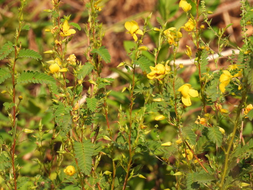 partridge pea