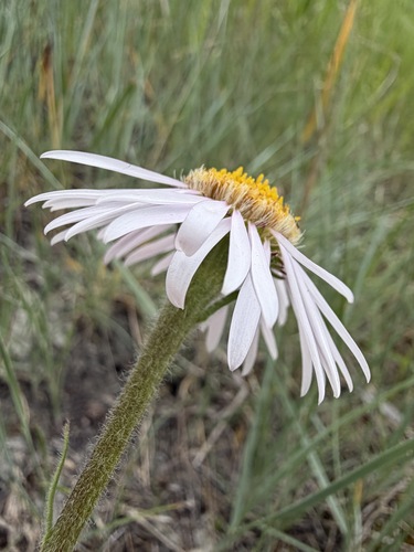 Aster alpinus, photograph 3