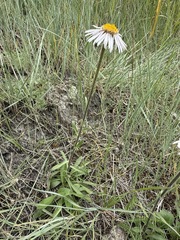 Aster alpinus, photograph (c) Matt Berger, some rights reserved (CC BY)