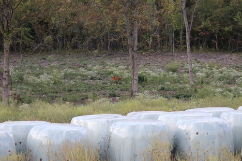 Western Roe Deer