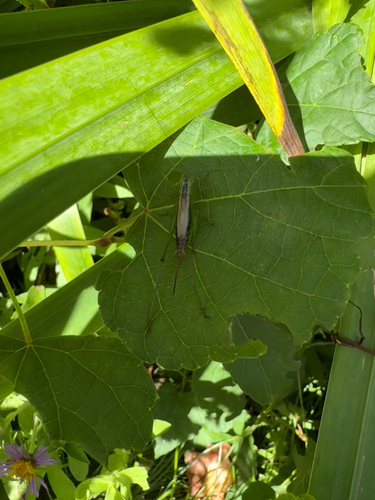 Short-winged Meadow Katydid