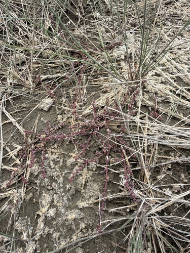 Suaeda calceoliformis, photograph 3