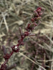 Suaeda calceoliformis