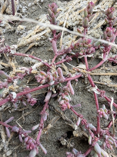 Suaeda calceoliformis, photograph 2