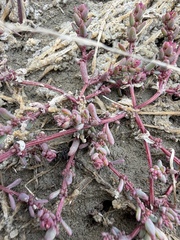 Suaeda calceoliformis, photograph (c) Matt Berger, some rights reserved (CC BY)