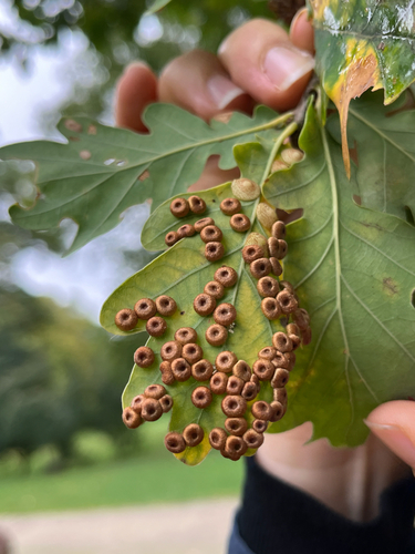Silk-Button Spangle Gall Wasp