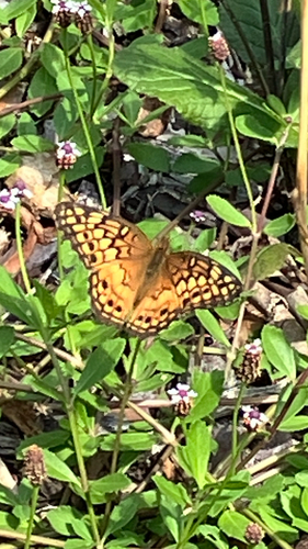 Variegated Fritillary