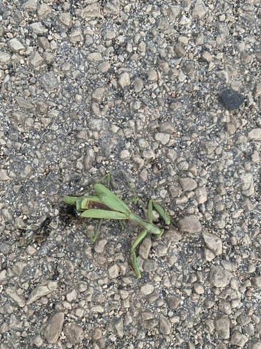 Mediterranean Mantis