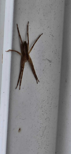American Nursery Web Spider