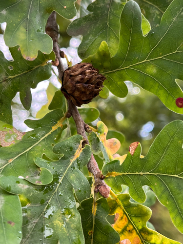Oak Artichoke Gall Wasp