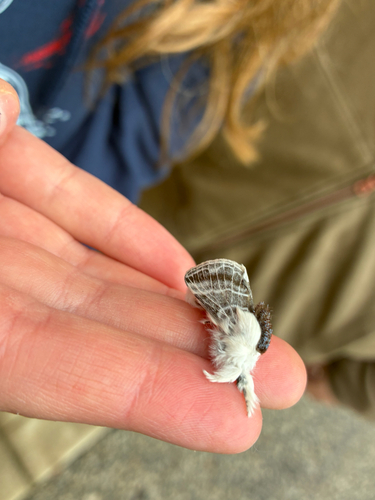 Large Tolype Moth