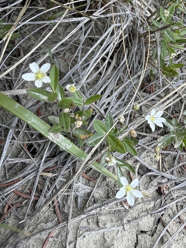 Moehringia lateriflora
