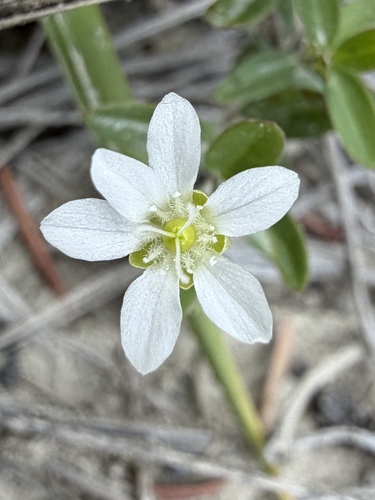 Moehringia lateriflora, photograph 2