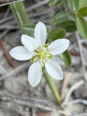 (c) Matt Berger, some rights reserved (CC BY) Moehringia lateriflora, photograph (c) Matt Berger, some rights reserved (CC BY)