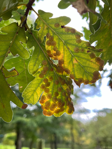 Common Spangle Gall Wasp