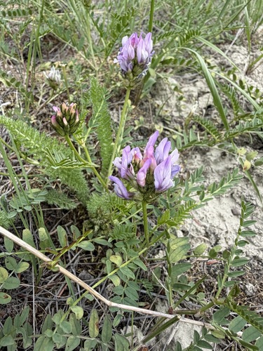 Astragalus agrestis