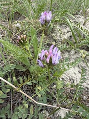 Astragalus agrestis