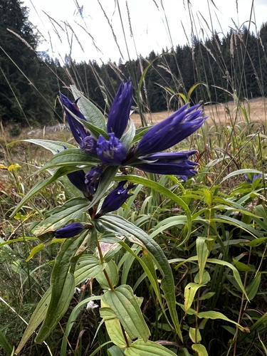 willow gentian
