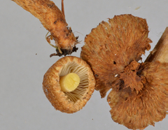 Inocybe brunneolutea