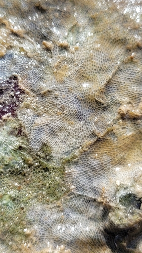 Encrusting Bryozoan, 8332+8R, Złote PiaskiPrimorski, 9007 Warna, Bułgaria, photo 7 of 10
