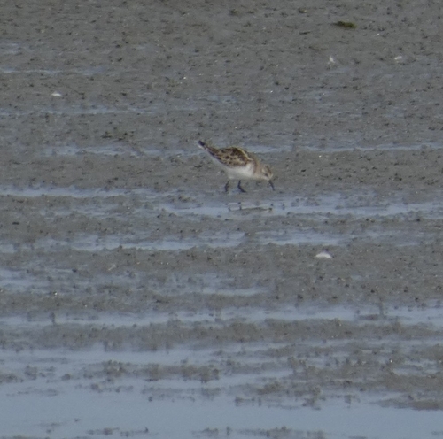 Little Stint