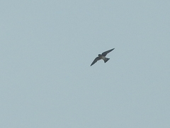 Petrochelidon fulva