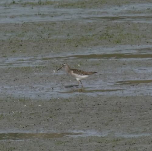 Wood Sandpiper