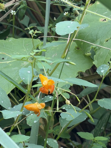 common jewelweed