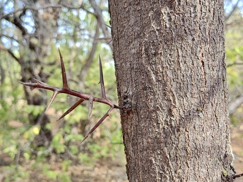 honey locust