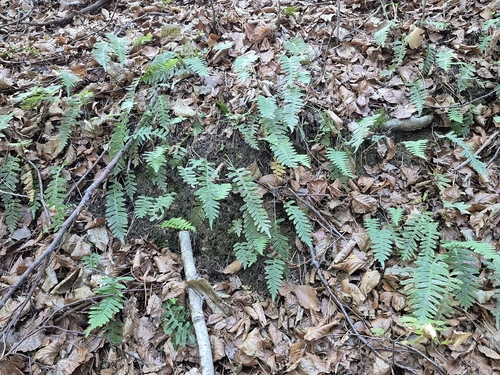 common polypody