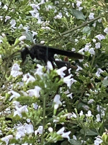 Great Black Digger Wasp