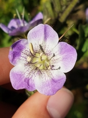 Phacelia grandiflora